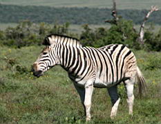 zebra addo IMG_3541.jpg